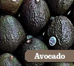 avocado.jpg